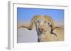 Large Ram-Amanda Lee Smith-Framed Photographic Print