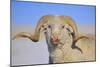 Large Ram-Amanda Lee Smith-Mounted Photographic Print