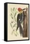 Large Red Crested Woodpecker-Mark Catesby-Framed Stretched Canvas