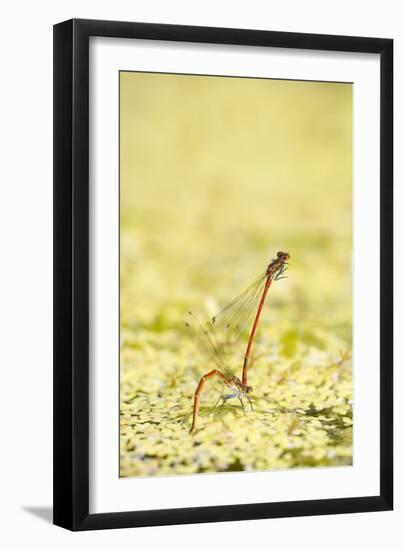 Large Red Damselflies Mating on Garden Pond-null-Framed Photographic Print