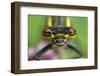 Large red damselfly portriat, Brackagh Moss Natural Nature Reserve, County Armagh, NI-Robert Thompson-Framed Photographic Print