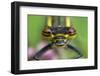 Large red damselfly portriat, Brackagh Moss Natural Nature Reserve, County Armagh, NI-Robert Thompson-Framed Photographic Print