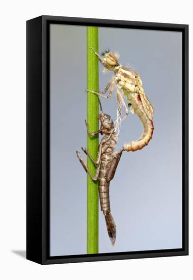 Large Red Damselfly {Pyrrhosoma Nymphula} Emerging from Nymphal Case, Cornwall, UK. April-Ross Hoddinott-Framed Stretched Canvas