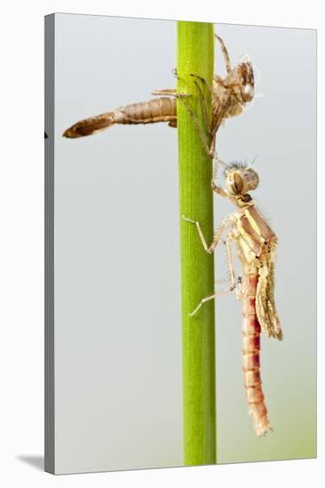 Large Red Damselfly {Pyrrhosoma Nymphula} Emerging from Nymphal Case, Cornwall, UK. April-Ross Hoddinott-Stretched Canvas