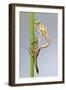 Large Red Damselfly {Pyrrhosoma Nymphula} Emerging from Nymphal Case, Cornwall, UK. April-Ross Hoddinott-Framed Photographic Print