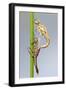 Large Red Damselfly {Pyrrhosoma Nymphula} Emerging from Nymphal Case, Cornwall, UK. April-Ross Hoddinott-Framed Photographic Print