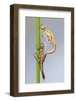 Large Red Damselfly {Pyrrhosoma Nymphula} Emerging from Nymphal Case, Cornwall, UK. April-Ross Hoddinott-Framed Photographic Print