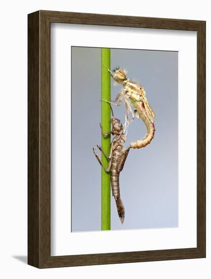 Large Red Damselfly {Pyrrhosoma Nymphula} Emerging from Nymphal Case, Cornwall, UK. April-Ross Hoddinott-Framed Photographic Print