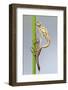 Large Red Damselfly {Pyrrhosoma Nymphula} Emerging from Nymphal Case, Cornwall, UK. April-Ross Hoddinott-Framed Photographic Print