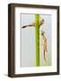 Large Red Damselfly {Pyrrhosoma Nymphula} Emerging from Nymphal Case, Cornwall, UK. April-Ross Hoddinott-Framed Photographic Print