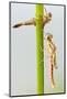 Large Red Damselfly {Pyrrhosoma Nymphula} Emerging from Nymphal Case, Cornwall, UK. April-Ross Hoddinott-Mounted Photographic Print