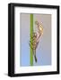 Large Red Damselfly {Pyrrhosoma Nymphula} Emerging from Nymphal Case, Cornwall, UK-Ross Hoddinott-Framed Photographic Print