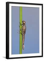 Large Red Damselfly {Pyrrhosoma Nymphula} Nymph About to Hatch, Cornwall, UK. April, Sequence 1 - 7-Ross Hoddinott-Framed Premium Photographic Print