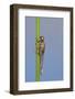 Large Red Damselfly {Pyrrhosoma Nymphula} Nymph About to Hatch, Cornwall, UK. April, Sequence 1 - 7-Ross Hoddinott-Framed Photographic Print