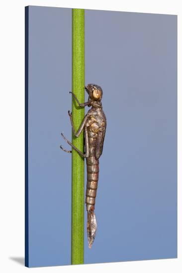 Large Red Damselfly {Pyrrhosoma Nymphula} Nymph About to Hatch, Cornwall, UK. April, Sequence 1 - 7-Ross Hoddinott-Stretched Canvas