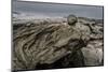 Large Rocks by Flaajokull Glacier, Vatanjokull Ice Cap, Iceland-Arctic-Images-Mounted Photographic Print