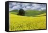 Large rolling field of yellow canola and wheat, with single tree, Palouse farming region of Eastern-Adam Jones-Framed Stretched Canvas