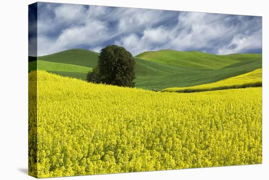 Large rolling field of yellow canola and wheat, with single tree, Palouse farming region of Eastern-Adam Jones-Stretched Canvas