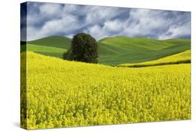 Large rolling field of yellow canola and wheat, with single tree, Palouse farming region of Eastern-Adam Jones-Stretched Canvas