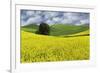 Large rolling field of yellow canola and wheat, with single tree, Palouse farming region of Eastern-Adam Jones-Framed Photographic Print