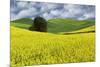Large rolling field of yellow canola and wheat, with single tree, Palouse farming region of Eastern-Adam Jones-Mounted Photographic Print