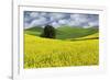 Large rolling field of yellow canola and wheat, with single tree, Palouse farming region of Eastern-Adam Jones-Framed Photographic Print