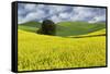 Large rolling field of yellow canola and wheat, with single tree, Palouse farming region of Eastern-Adam Jones-Framed Stretched Canvas