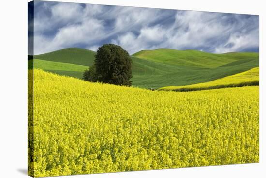 Large rolling field of yellow canola and wheat, with single tree, Palouse farming region of Eastern-Adam Jones-Stretched Canvas