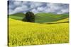 Large rolling field of yellow canola and wheat, with single tree, Palouse farming region of Eastern-Adam Jones-Stretched Canvas