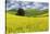 Large rolling field of yellow canola and wheat, with single tree, Palouse farming region of Eastern-Adam Jones-Stretched Canvas