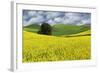 Large rolling field of yellow canola and wheat, with single tree, Palouse farming region of Eastern-Adam Jones-Framed Photographic Print