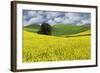 Large rolling field of yellow canola and wheat, with single tree, Palouse farming region of Eastern-Adam Jones-Framed Photographic Print