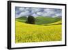 Large rolling field of yellow canola and wheat, with single tree, Palouse farming region of Eastern-Adam Jones-Framed Photographic Print