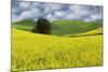 Large rolling field of yellow canola and wheat, with single tree, Palouse farming region of Eastern-Adam Jones-Mounted Photographic Print