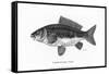 Large-Scaled Carp-null-Framed Stretched Canvas