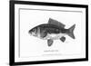 Large-Scaled Carp-null-Framed Art Print