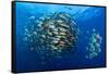 Large school of Bohar snappers, off Ras Mohammed, Egypt-Alex Mustard-Framed Stretched Canvas