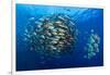 Large school of Bohar snappers, off Ras Mohammed, Egypt-Alex Mustard-Framed Photographic Print