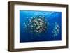 Large school of Bohar snappers, off Ras Mohammed, Egypt-Alex Mustard-Framed Photographic Print