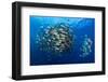 Large school of Bohar snappers, off Ras Mohammed, Egypt-Alex Mustard-Framed Photographic Print