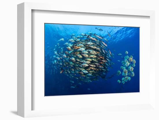 Large school of Bohar snappers, off Ras Mohammed, Egypt-Alex Mustard-Framed Photographic Print