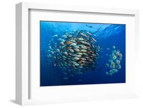 Large school of Bohar snappers, off Ras Mohammed, Egypt-Alex Mustard-Framed Photographic Print