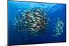 Large school of Bohar snappers, off Ras Mohammed, Egypt-Alex Mustard-Mounted Photographic Print