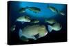 Large School of Bumphead Parrotfish, Bali, Indonesia-null-Stretched Canvas