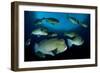 Large School of Bumphead Parrotfish, Bali, Indonesia-null-Framed Photographic Print