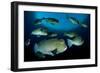 Large School of Bumphead Parrotfish, Bali, Indonesia-null-Framed Photographic Print