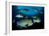 Large School of Bumphead Parrotfish, Bali, Indonesia-null-Framed Photographic Print