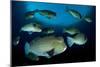 Large School of Bumphead Parrotfish, Bali, Indonesia-null-Mounted Photographic Print