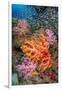 large school of glassfish swimming over colourful corals-alex mustard-Framed Photographic Print