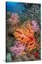 large school of glassfish swimming over colourful corals-alex mustard-Stretched Canvas